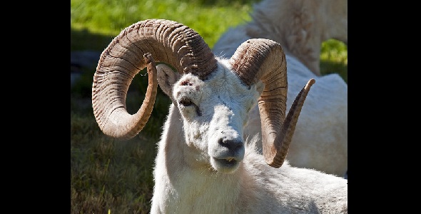 curly goat horns